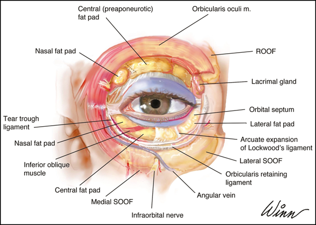 Illustration of the anatomy of the upper and lower eyelids