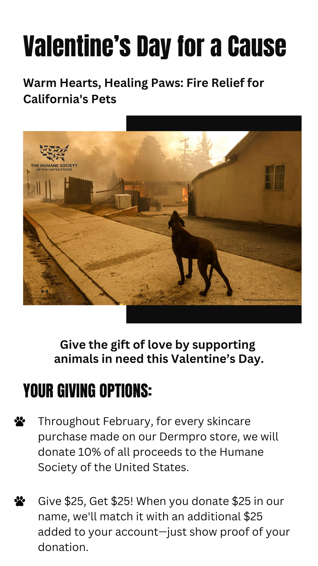 Valentine's Day for a Cause
Warm Hearts, Healing Paws: Fire Relief for California's Pets
Give the gift of love by supporting animals in need this Valentine's Day 